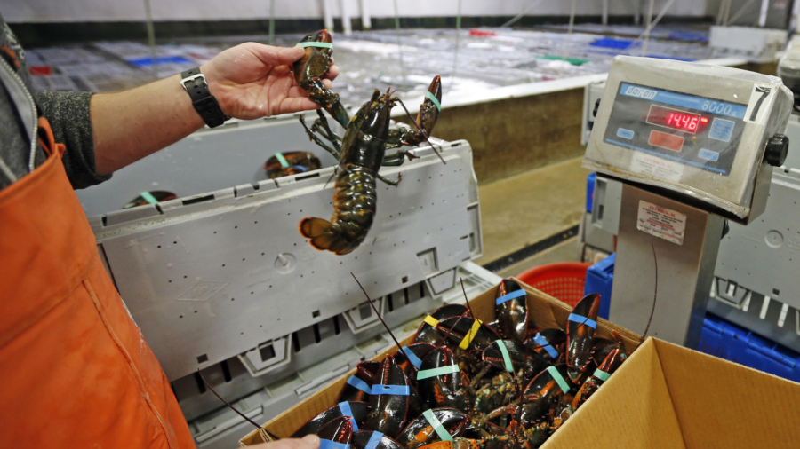 Pictured: Rare Blue Lobster Found in Restaurant Shipment