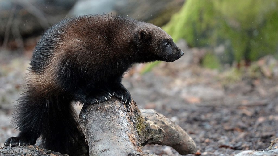 Woman Sees Wolverine on Beach in Washington State