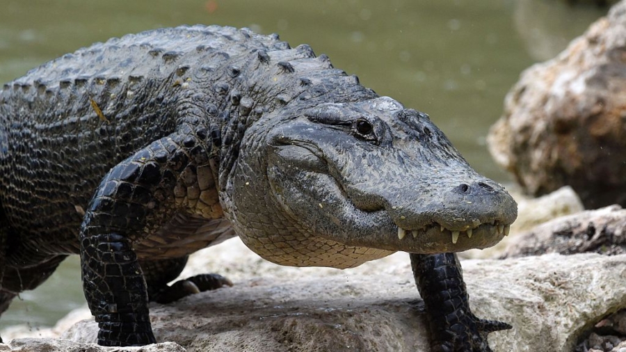 A Woman Was Killed by an Alligator After She Reportedly Slipped Into a Pond While Gardening