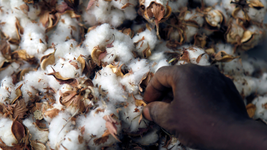 Special Report: How Monsanto’s GM Cotton Sowed Trouble in Africa
