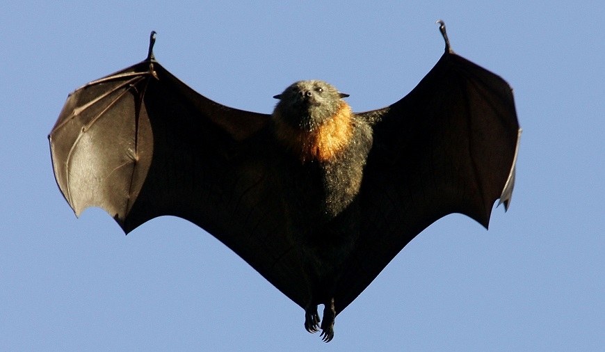 Heatwave Kills Mass Numbers of Large Bats in Australia