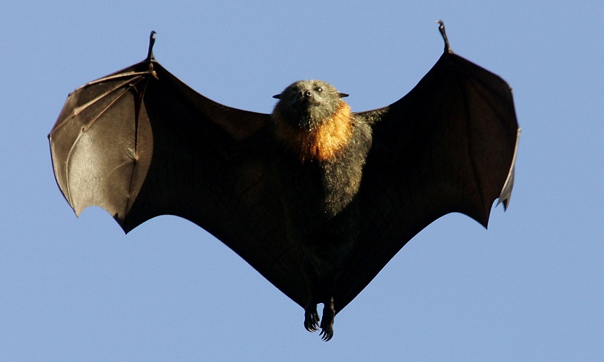 Heatwave Kills Mass Numbers of Large Bats in Australia