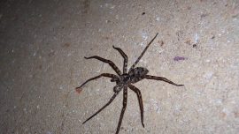 Huge Spider the Size of a Human Hand Found by Woman in Her Living Room