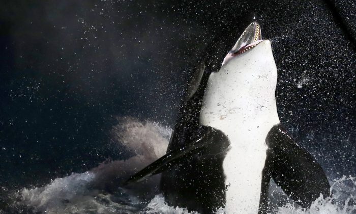 Orca Carries Dead Calf for Weeks Before Letting Go