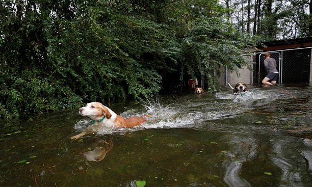 Dogs happily swam toward higher ground in Leland
