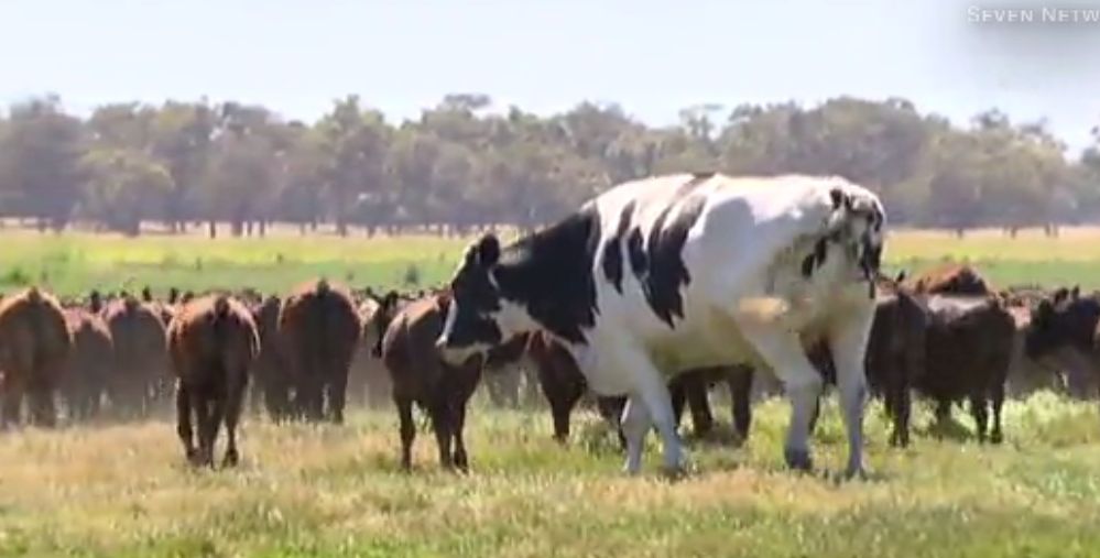 Farmer Reveals Large Appetite of Giant ‘Knickers’ the Cow