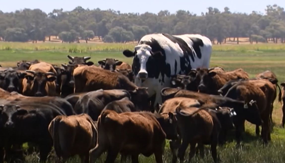 Farmer Reveals Large Appetite of Giant ‘Knickers’ the Cow