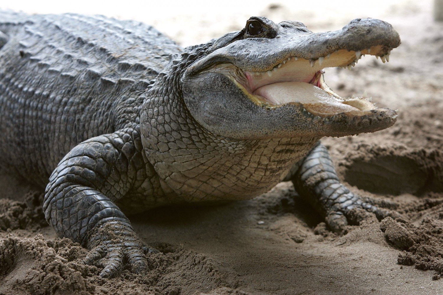 Massive 12 Foot 500 Pound Alligator Captured Alive In Florida 2616