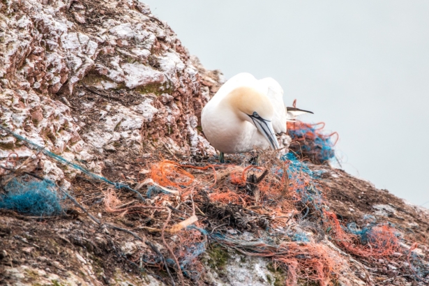 birds are eating plastic near the ocean