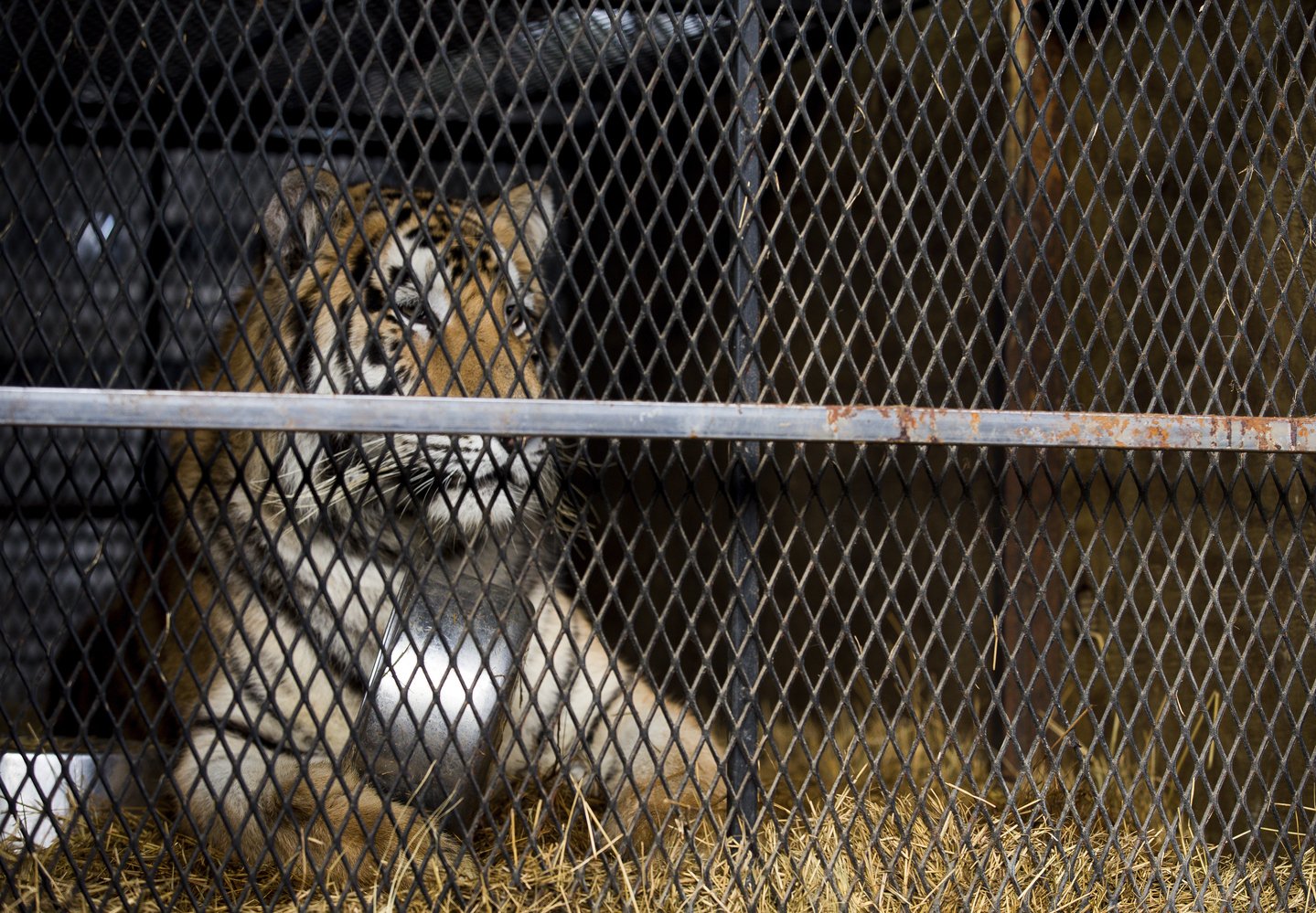 Overweight Tiger Abandoned In Tiny Cage In Houston Garage Now Happy