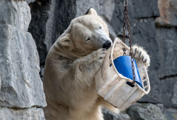 polar bear playing at zoo