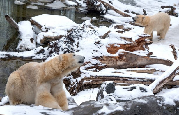 polar bears in zoo enclosure