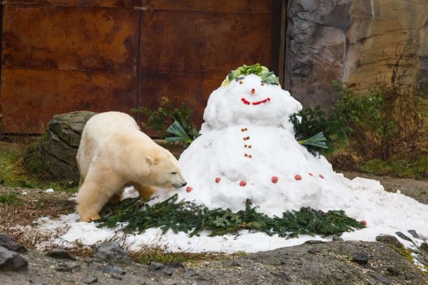 polar bear inspects a snowman