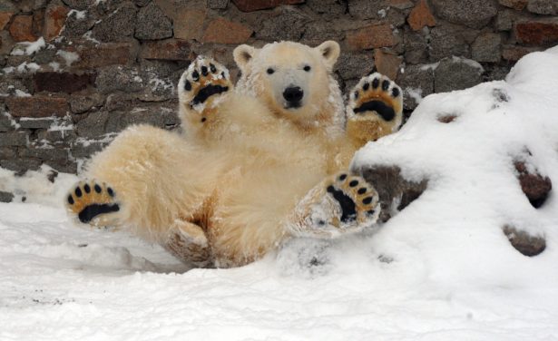 young polar bear holding up paws