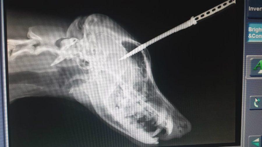 Dog Survives Knife Steak Knife Embedded in Skull After Growling At Gangster