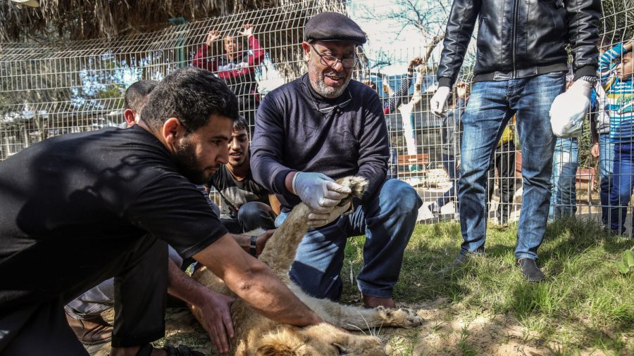 Pictured: Lioness Gets Claws Removed So Visitors Can ‘Play’ With Her