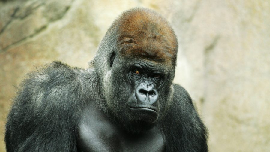 Judge Sides With Cincinnati Zoo in Gorilla Custody Battle With California Sanctuary