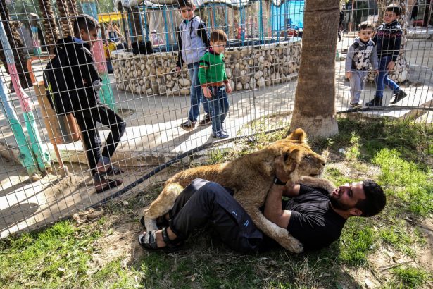 worker plays with lion