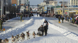 Musher out of Iditarod After Crash Killed 1 Dog, Injured 3