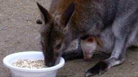Czech Zoo Hopes Albino Wallaby Will Become Star Attraction