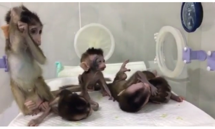 Five cloned macaque monkeys with genetic sleep disorders