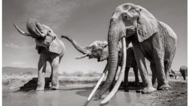 Incredible Pictures Capture Rare ‘Elephant Queen’ in Kenya