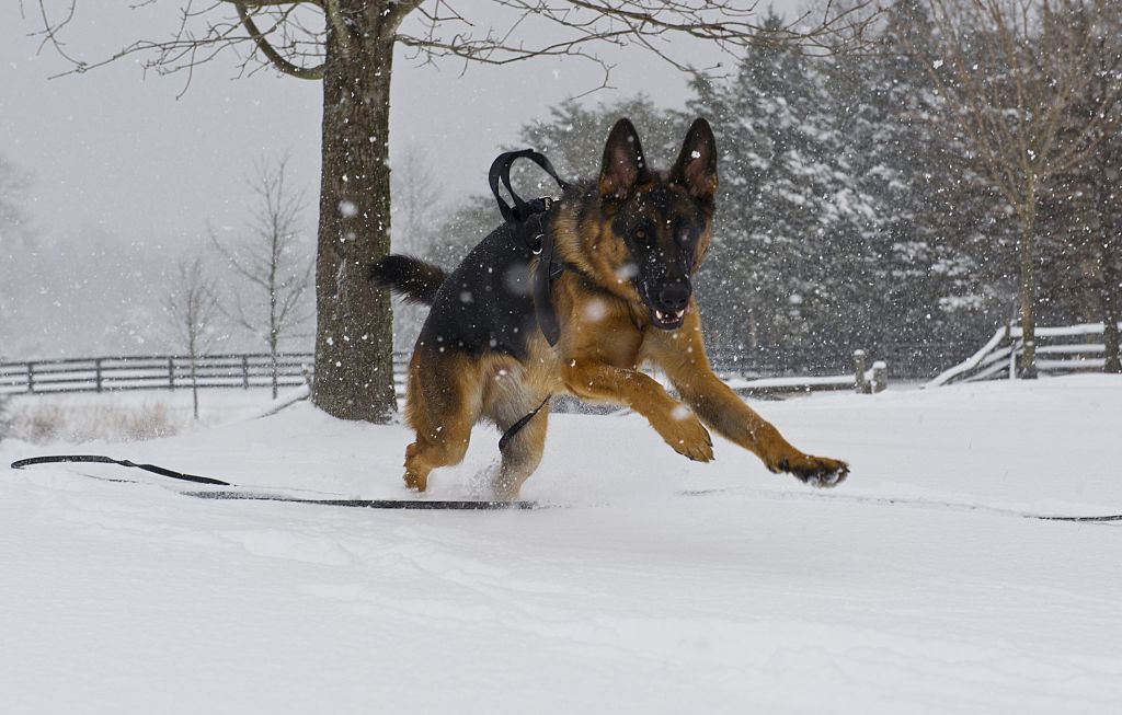 German Shepherd