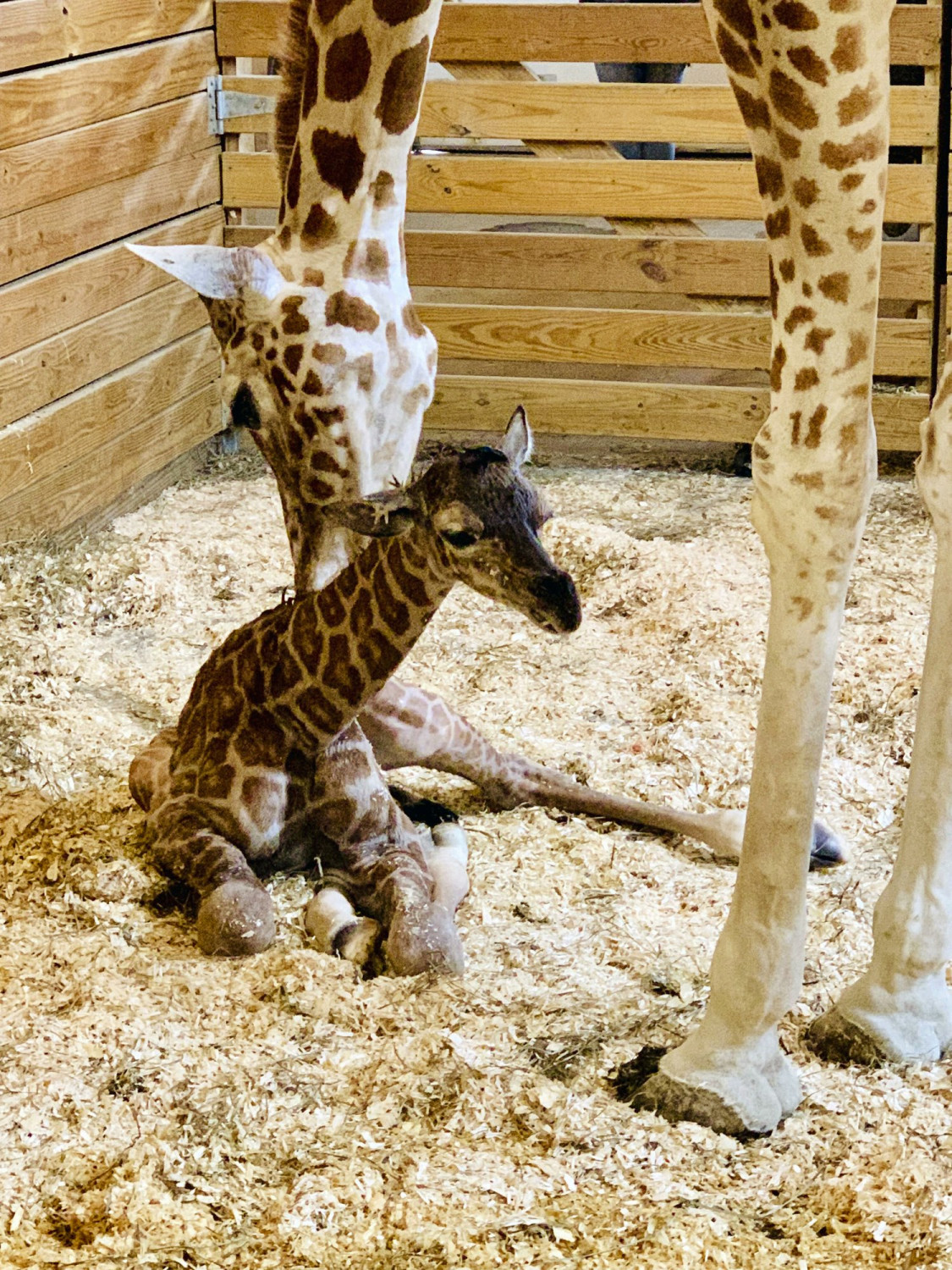 It’s a Boy! April the Giraffe Gives Birth Again