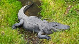Pictured: An Alligator With a Knife in Its Head Just Kept Swimming