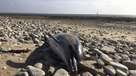 Record 1,100 Dolphins Wash up on French Shores This Year