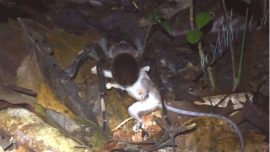 Scientists Record Massive Tarantula Dragging Opossum Through Jungle