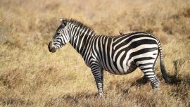 Man Shoots Zebra Dead After It Escapes His Florida Property
