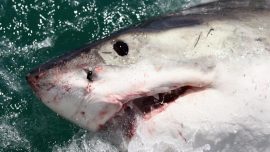 ‘Shark Was Right in My Face,’ Survivor of Bahamas Attack Recalls