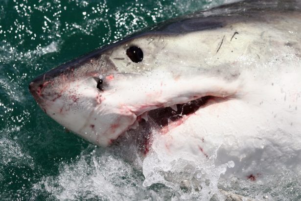 Great white shark file photo Getty