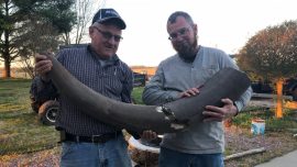 Indiana Sewer Project Unearths Trove of Mastodon Bones