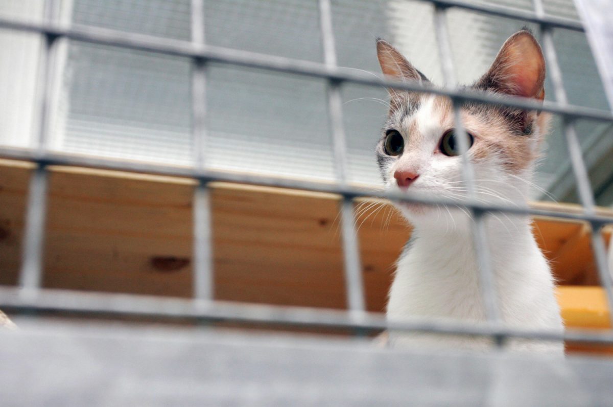 A cat looks out of her cage at the animal shelter