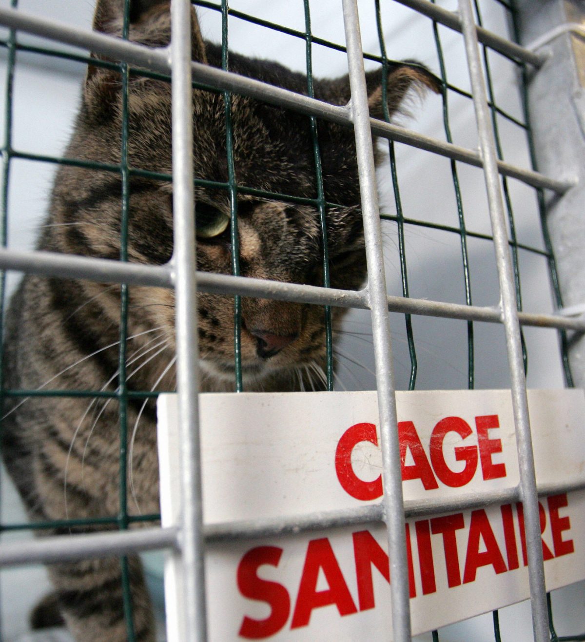 Cat that traveled Emil