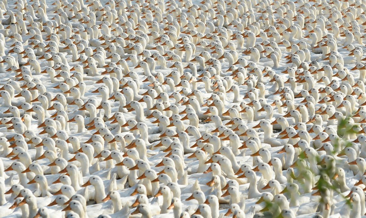 A flock of ducks on a canal