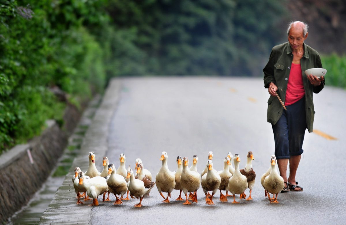 A farmer eats his lunch while following his flock of ducks