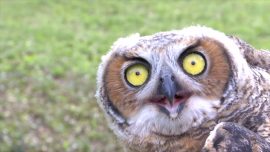 Owl Rehabilitated after Eating Poison