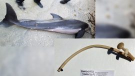 Dolphin Found With 24-inch Hose in Its Esophagus and Forestomach on Fort Myers Beach