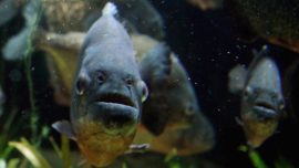 Chef Stopped at Los Angeles Airport With 40 Piranhas