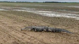 Heavy Rain and Floods Send a 9-foot Alligator Fleeing Into Arkansas Farmland