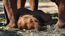 One-Year-Old Elephant Calf Tied to Its Mother Collapses With Exhaustion While Giving Rides to Tourists