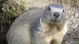 Couple Eats Raw Marmot Meat for Health But Dies of Bubonic Plague, Triggers Quarantine in Mongolia