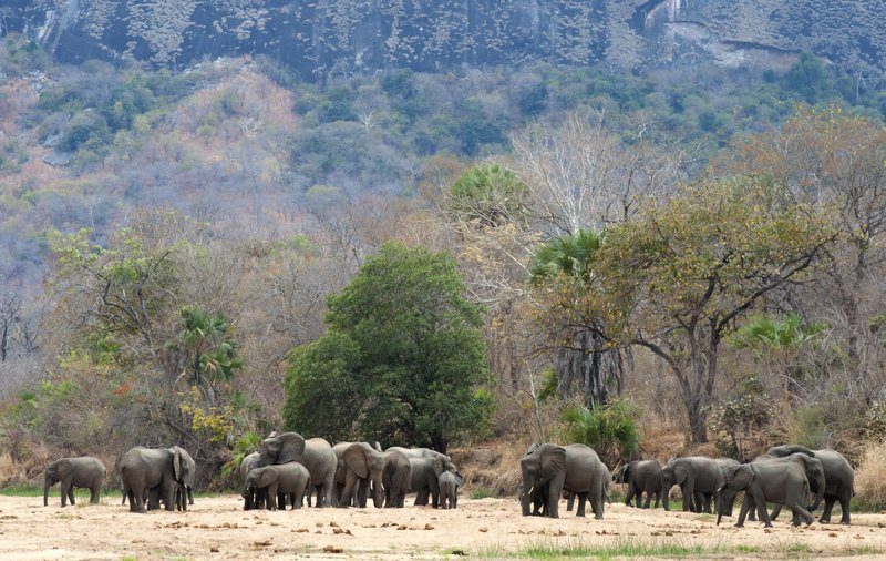 Zero Elephants Poached in a Year in Top Africa Wildlife Park