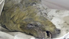 Perfectly Preserved Head of Ice Age Wolf Found in Siberia
