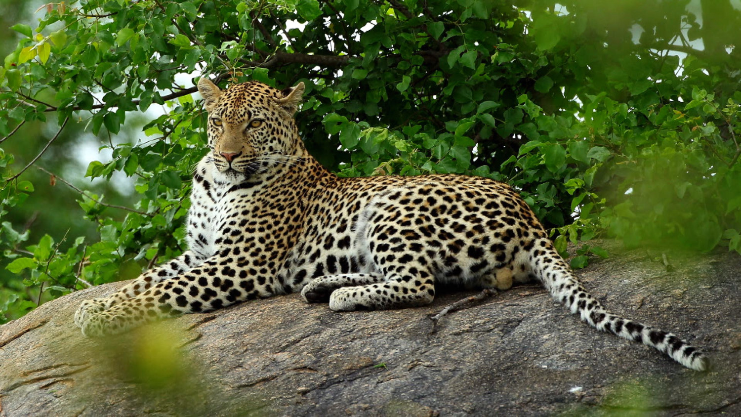 Леопард парк Крюгера