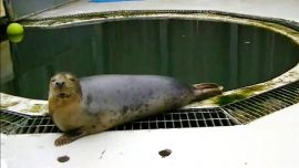 Study Shows Seal Singing ‘Twinkle Twinkle Little Star’