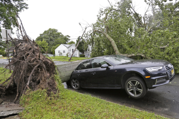 A car is crushed under a large tree